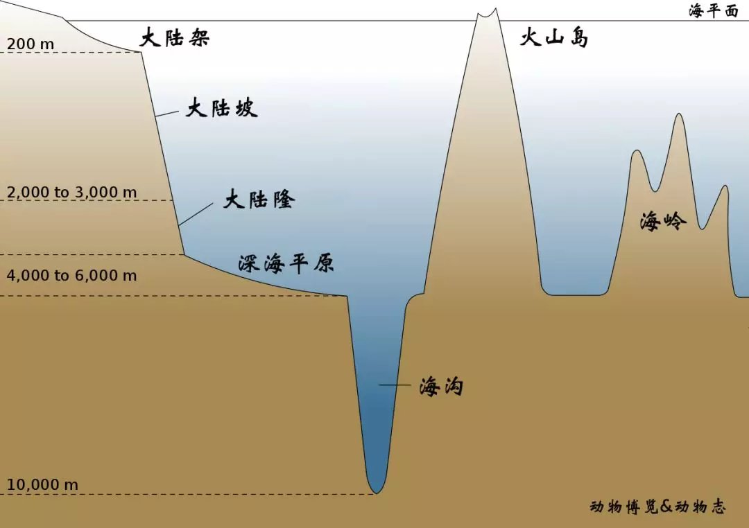 重要事情说三遍 深海没有大动物 未知巨型生物的谣言可以休矣 百科ta说