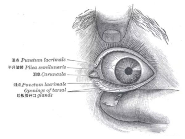  p data-id="gnvihutwti">半月皱襞,或称结膜半月皱襞( semilunaris)