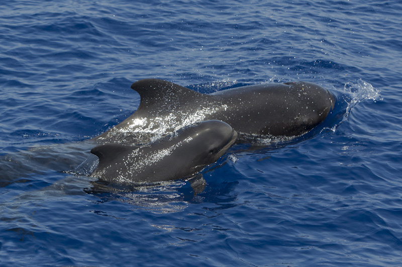  p>短肢领航鲸(学名:globicephala macrorhynchus),其主要特征是前额
