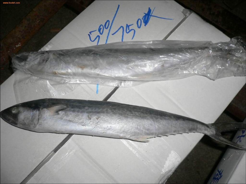  p>中华马鲛, a href="#" data-lemmaid="8074290">学名 /a>: i>