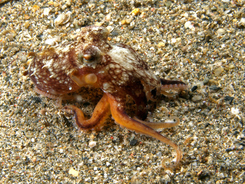  p>条纹蛸(学名: i>octopus striolatus /i>): a href="#" data-lemma