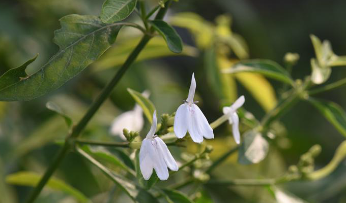  p>灵枝草属约7-25种,分布于热带非洲,马达加斯加,索科特拉岛,印度