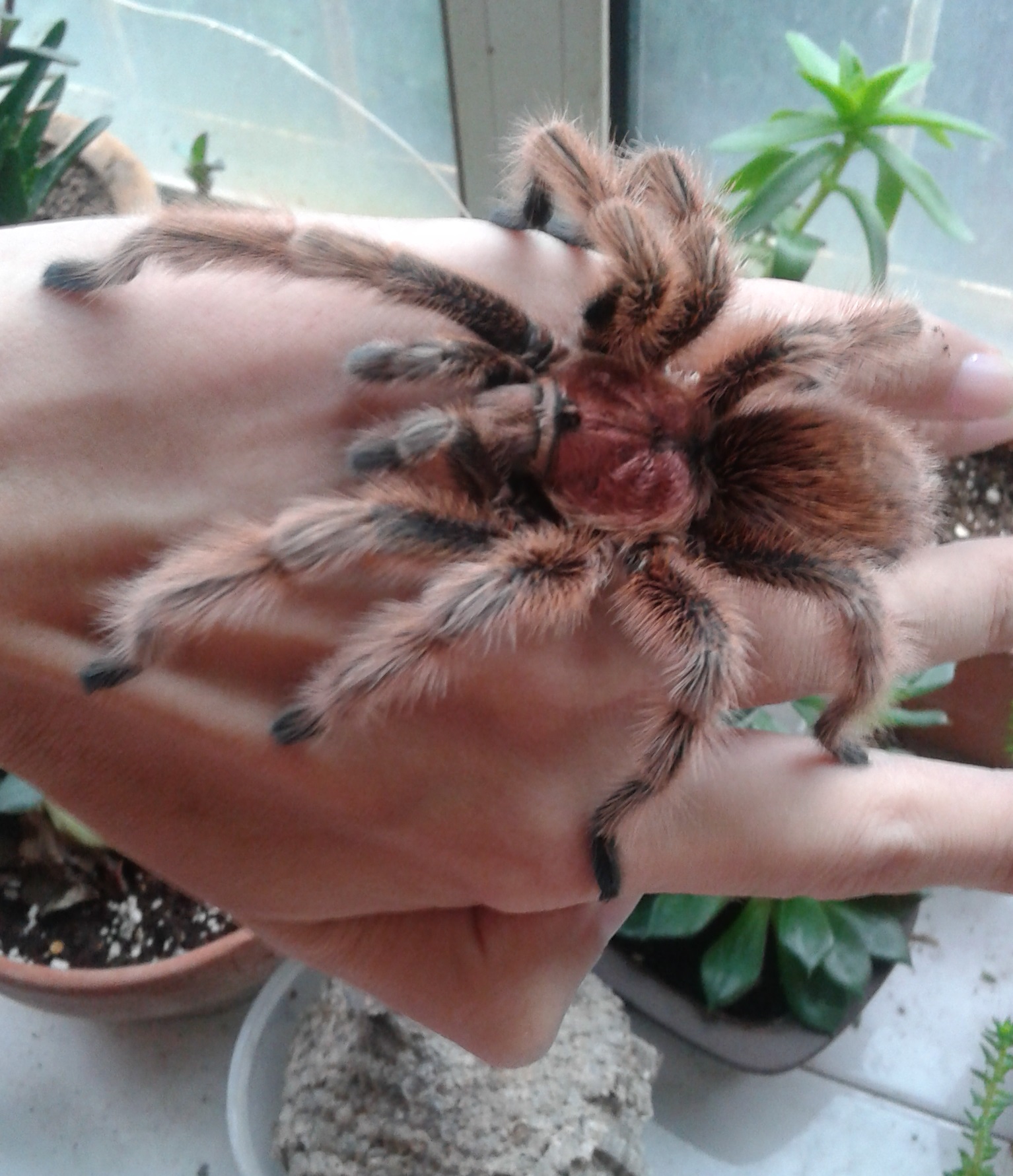 p>智利火玫瑰(学名: i>grammostola rosea /i>)是蜘蛛目, a href="#"