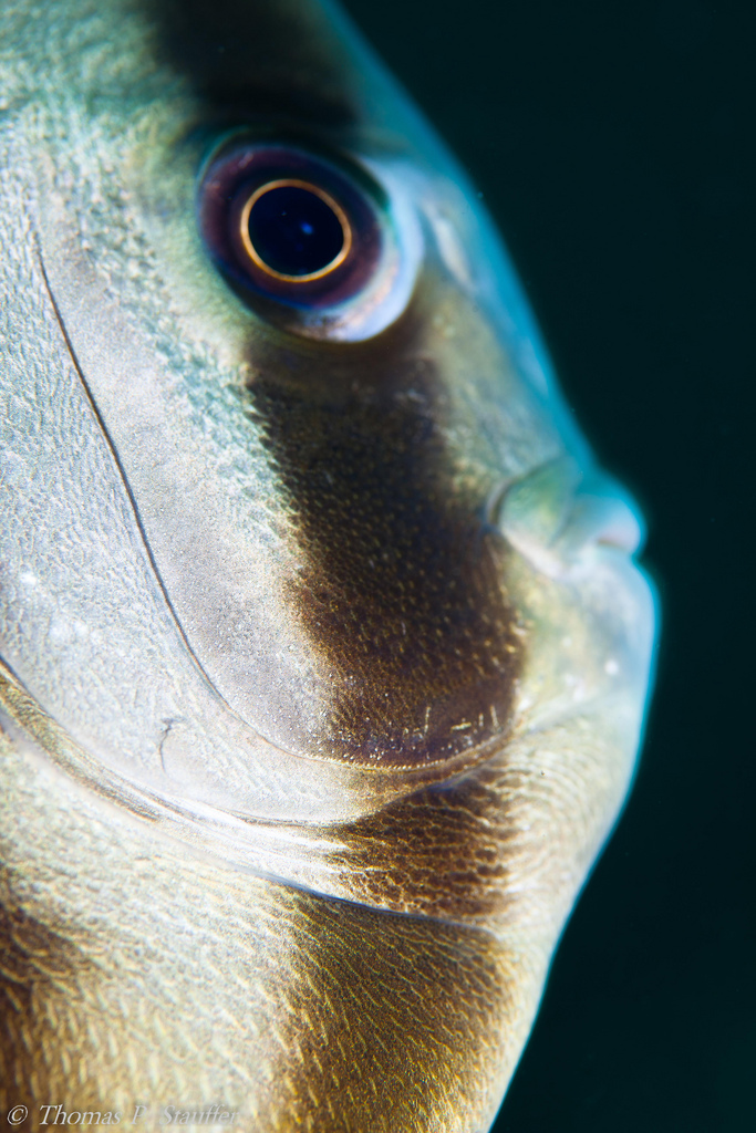  p>圆眼燕鱼(学名:platax orbicularis)又名 a href="#" data-lemmaid