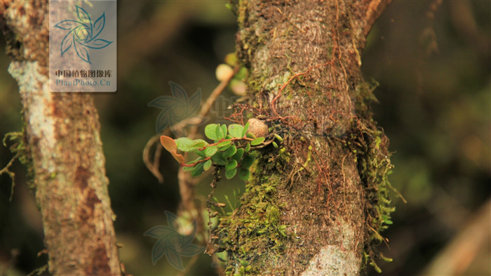  p>黄杨叶树萝卜(学名: i>agapetes buxifolia /i> nutt. ex hook. f.