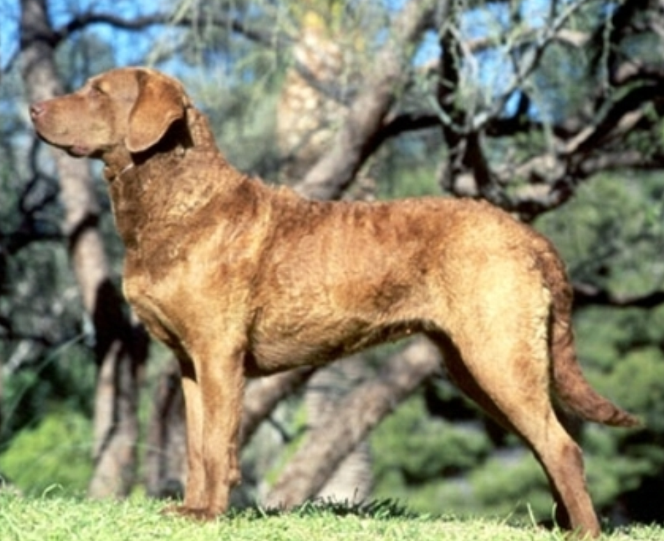 切萨皮克湾寻猎犬