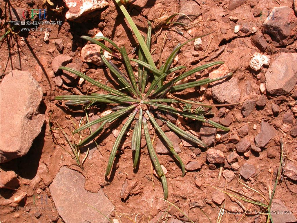 是一种 a data-lemmaid="3078177">风毛菊属 /a>多年生一次结实莲座