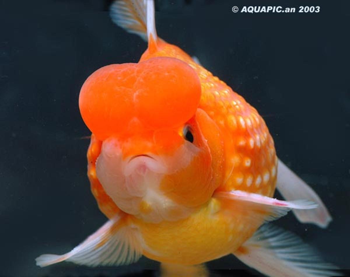 红皇冠珍珠金鱼