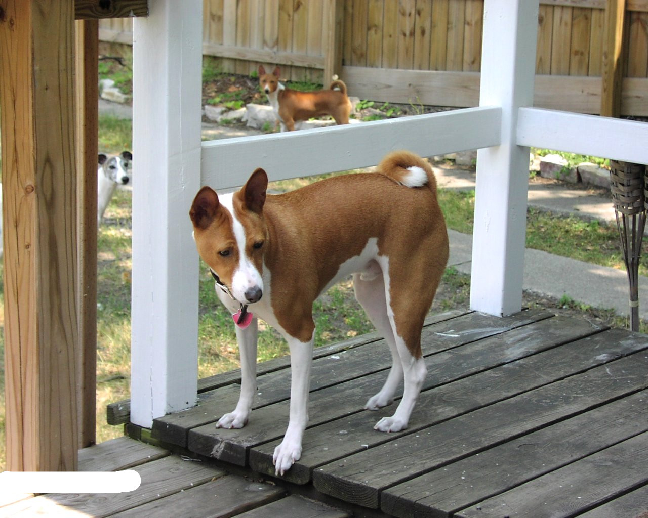  p>巴仙吉犬,英文名basenji,属于 a href="#" data-lemmaid="9548600"