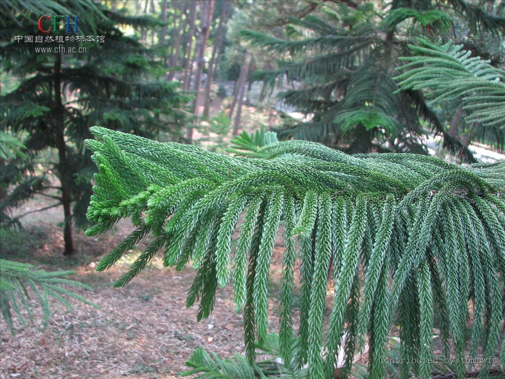  p>南洋杉(拉丁学名: i>araucaria cunninghamii /i> sweet),是 a