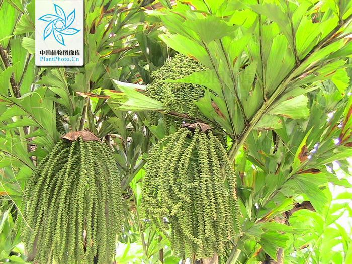 p>短穗鱼尾葵(学名: i>caryota mitis /i> lour),花卉苗木市场也称