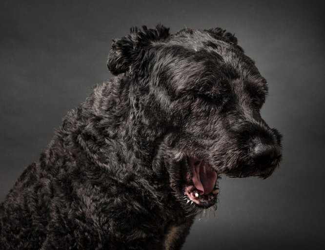 法兰德斯牧牛犬