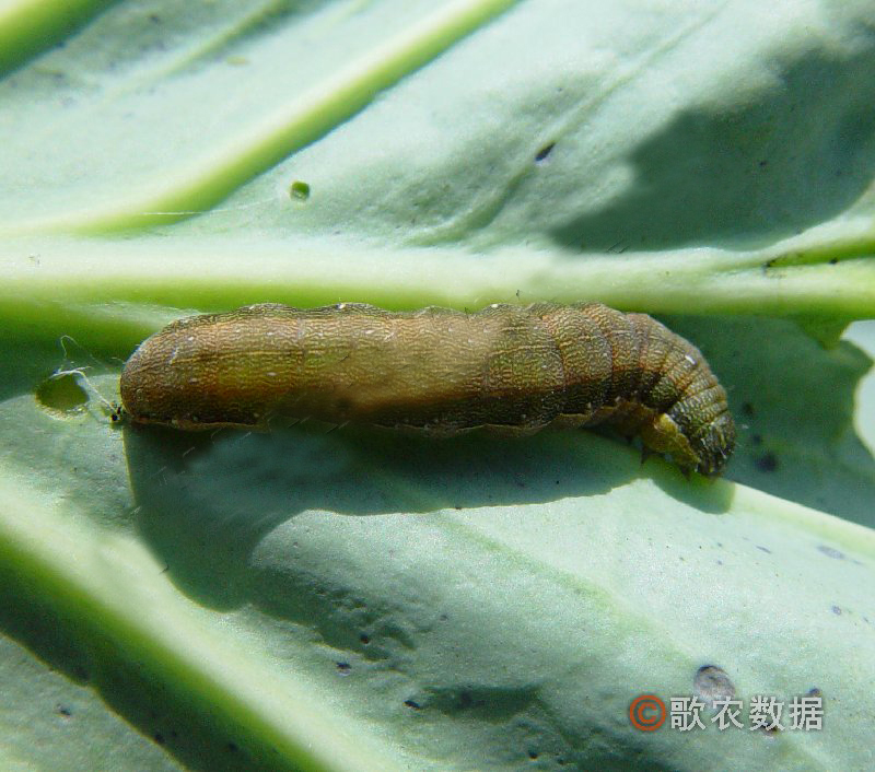  p>甜菜夜蛾(beet armyworm)学名 i> /i> i>spodoptera exigua /i>