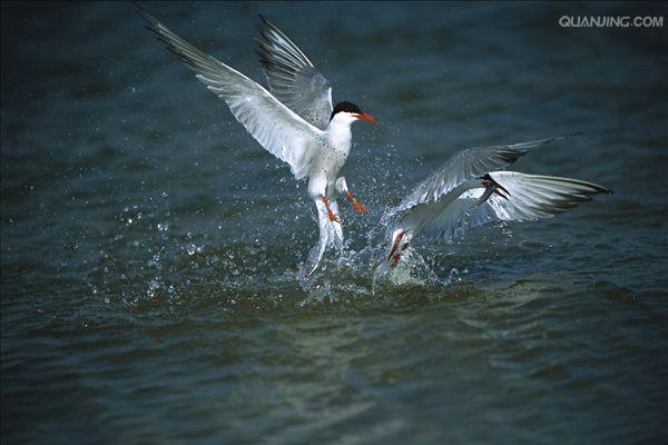  p>普通燕鸥(学名: i>sterna hirundo /i>)是鸥科,燕鸥属下的一种迁徙