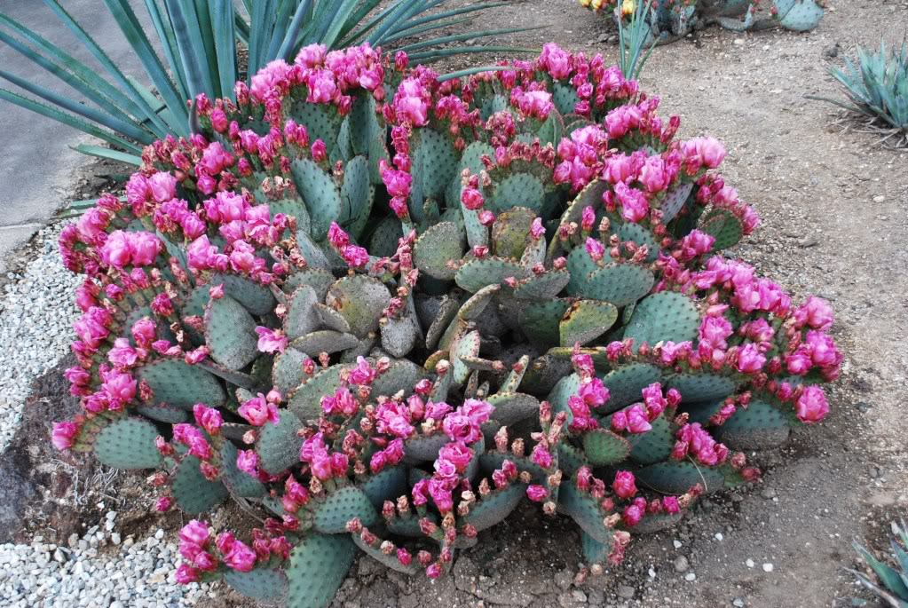 海狸鼠尾仙人掌
