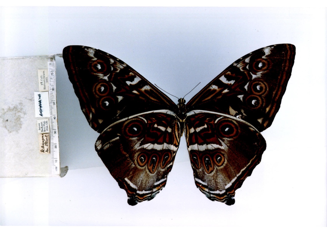 月神闪蝶卡瓦亚种