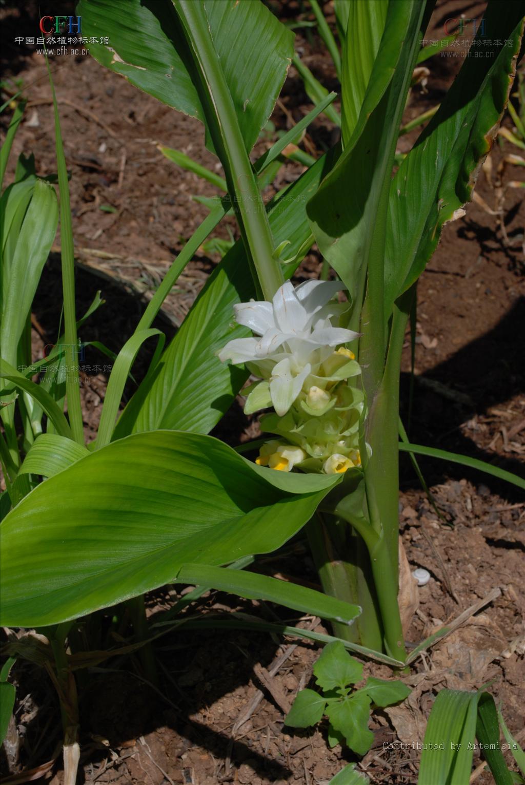 为姜科植物 a target="_blank" href="/item/温郁金curcuma rcenyujin