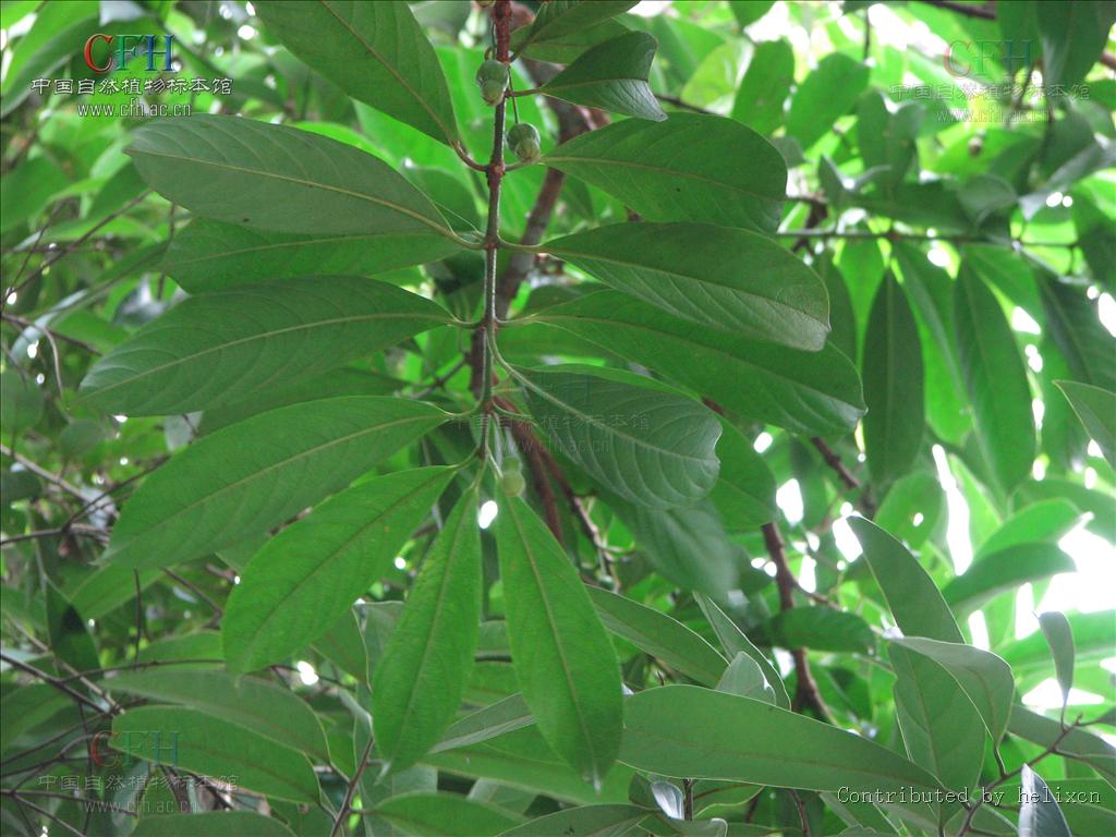  p>山红树属是 a target="_blank" href="/item/红树科/2524555" data