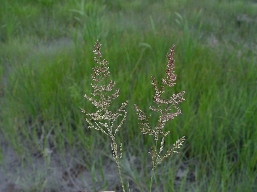 agrostis sibirica v. petr.