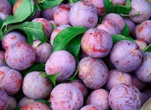 data-lemmaid="1138018">福安市 /a>特产,全国农产品地理标志