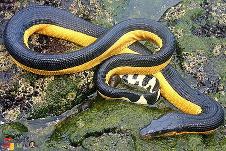 体细长,分为头,躯干和尾三部分,无四肢或在低等蛇类横裂的泄殖孔两侧