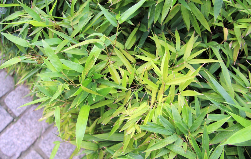 禾本科,矮竹属.灌木状,高约0.6 m,径2～3 mm.