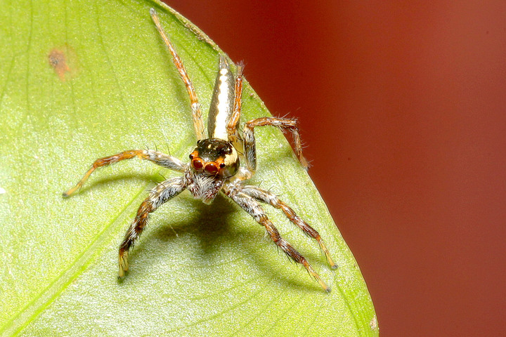 p> p>中文目名:     a target="_blank" href="/item/蜘蛛目/2404996"