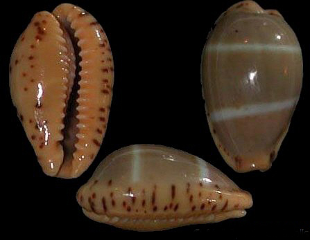  p>双线宝螺(学名:palmadusta lutea lutea)是腹足纲宝螺科的 a href=