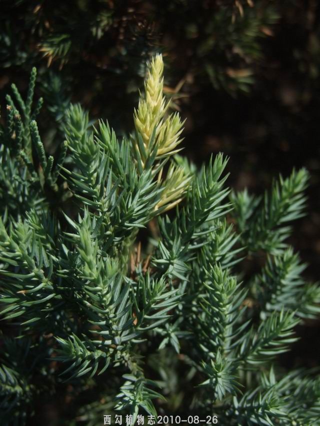  p>金叶桧(学名: i>sabina chinensis /i> (l.) ant. var.