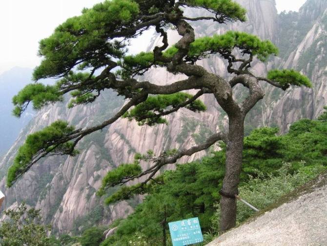 松树柁银行流水 全网资源