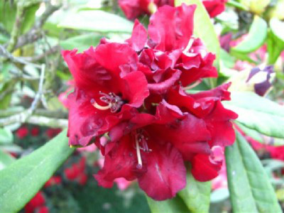  p>血红杜鹃(学名: i>rhododendron sanguineum /i> franch.