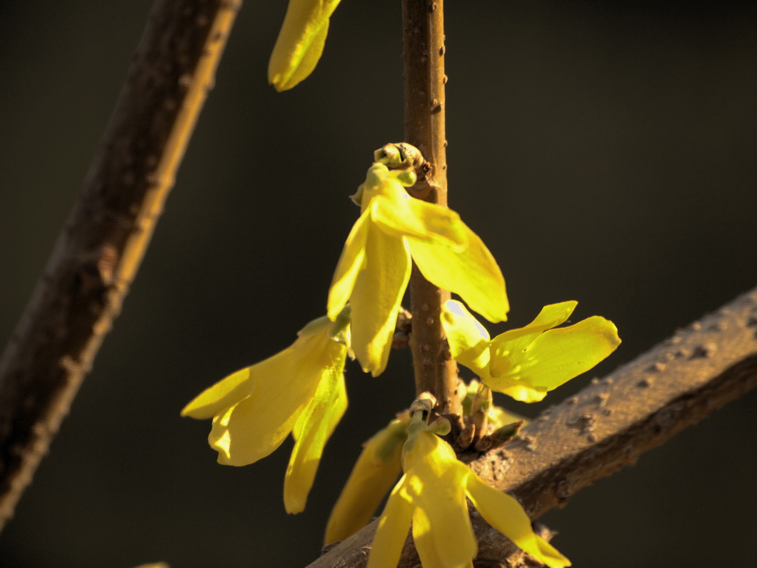  p>连翘(拉丁学名: i>forsythia suspensa /i>):是 a target="_blank"