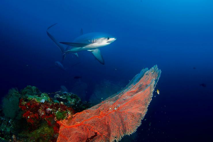  p>鼠鲨目又称鲭鲨目suriformes.