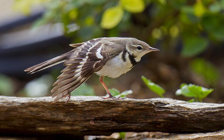  p>山鹡鸰(学名: i>dendronanthus indicus /i>):是中等体型的林鹡