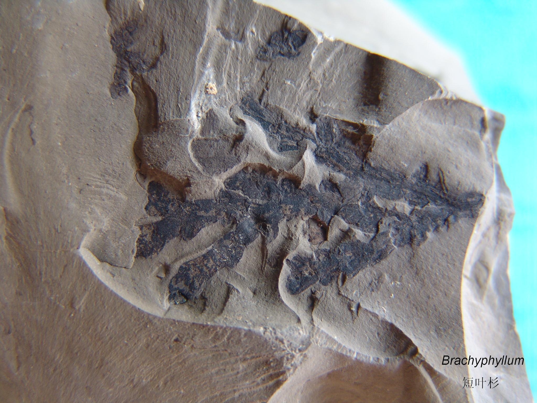  p> b>化石蕨 /b> fossil ferns fossil pteridophytes,蕨类植物是