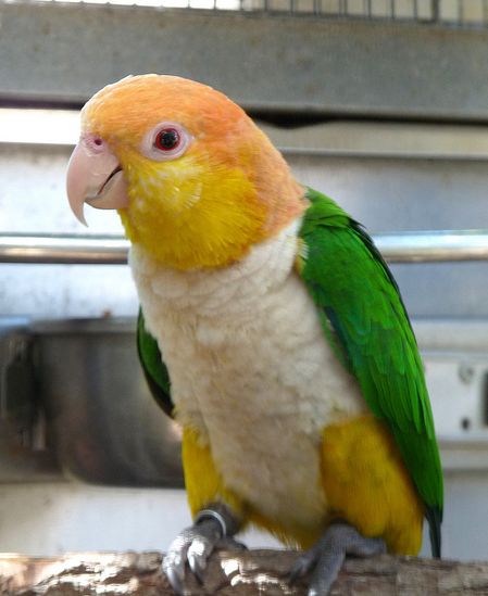  p>金头凯克鹦鹉(学名:pionites leucogaster)是典型的 a href="#"