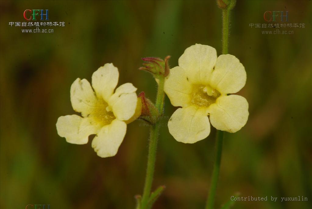 p>胡麻草属(学名: b>centranthera /b>&nbsp;r. br.