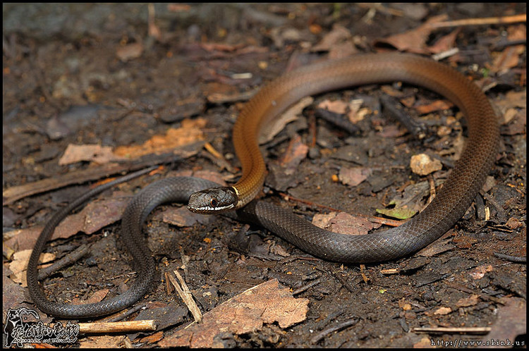  p> a href="#" data-lemmaid="2151775">黑头剑蛇 /a>(学名:sibynop