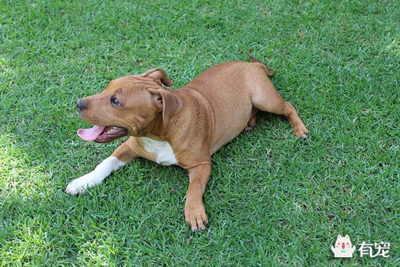 你知道如何正确给宠物测量体温吗 百科ta说