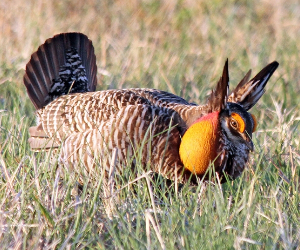  p>小草原松鸡(学名: i>tympanuchus pallidicinctus /i>):体长40-45