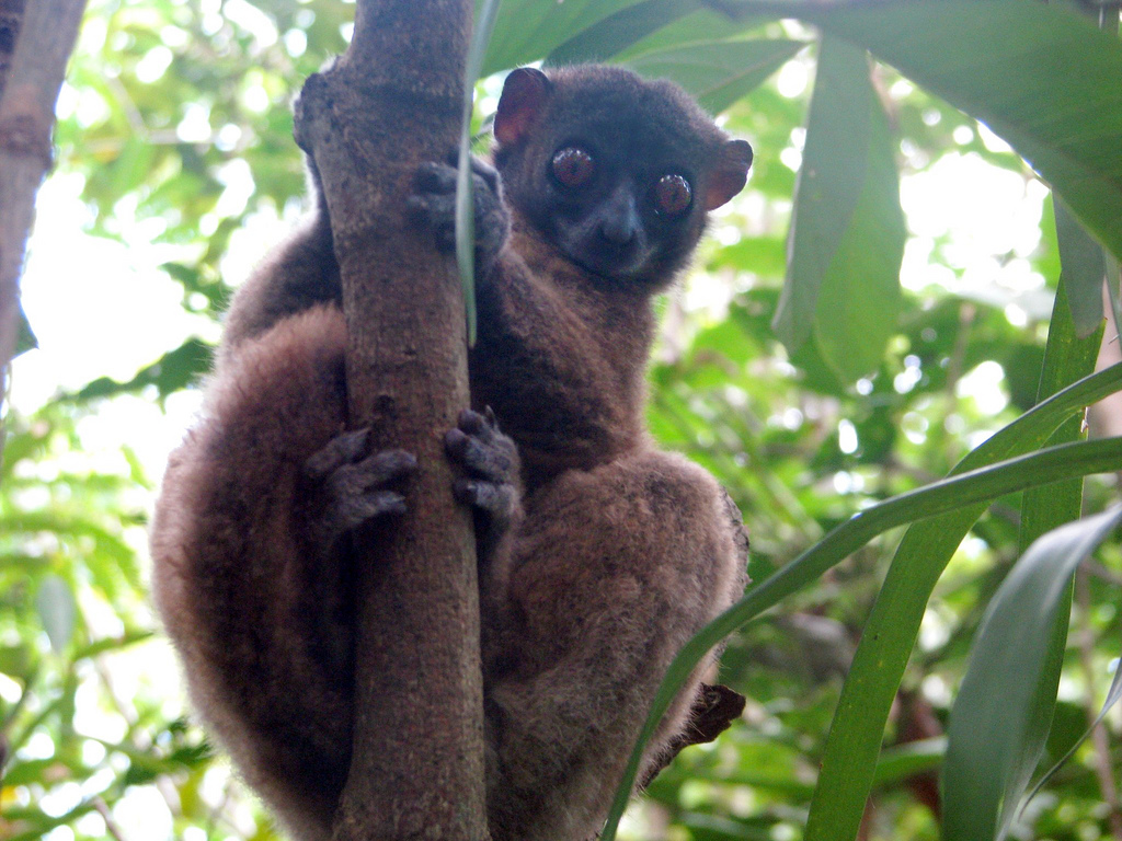  p>马岛鼬狐猴,是 a href="#" data-lemmaid="3516708">脊索动物门 /a