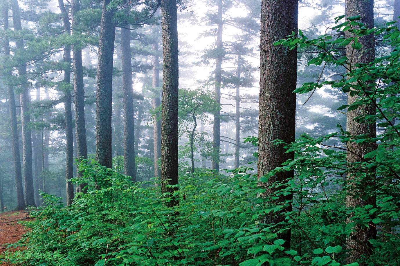  p> b>小兴安岭原始森林公园 /b>,位于 a target="_blank" href="