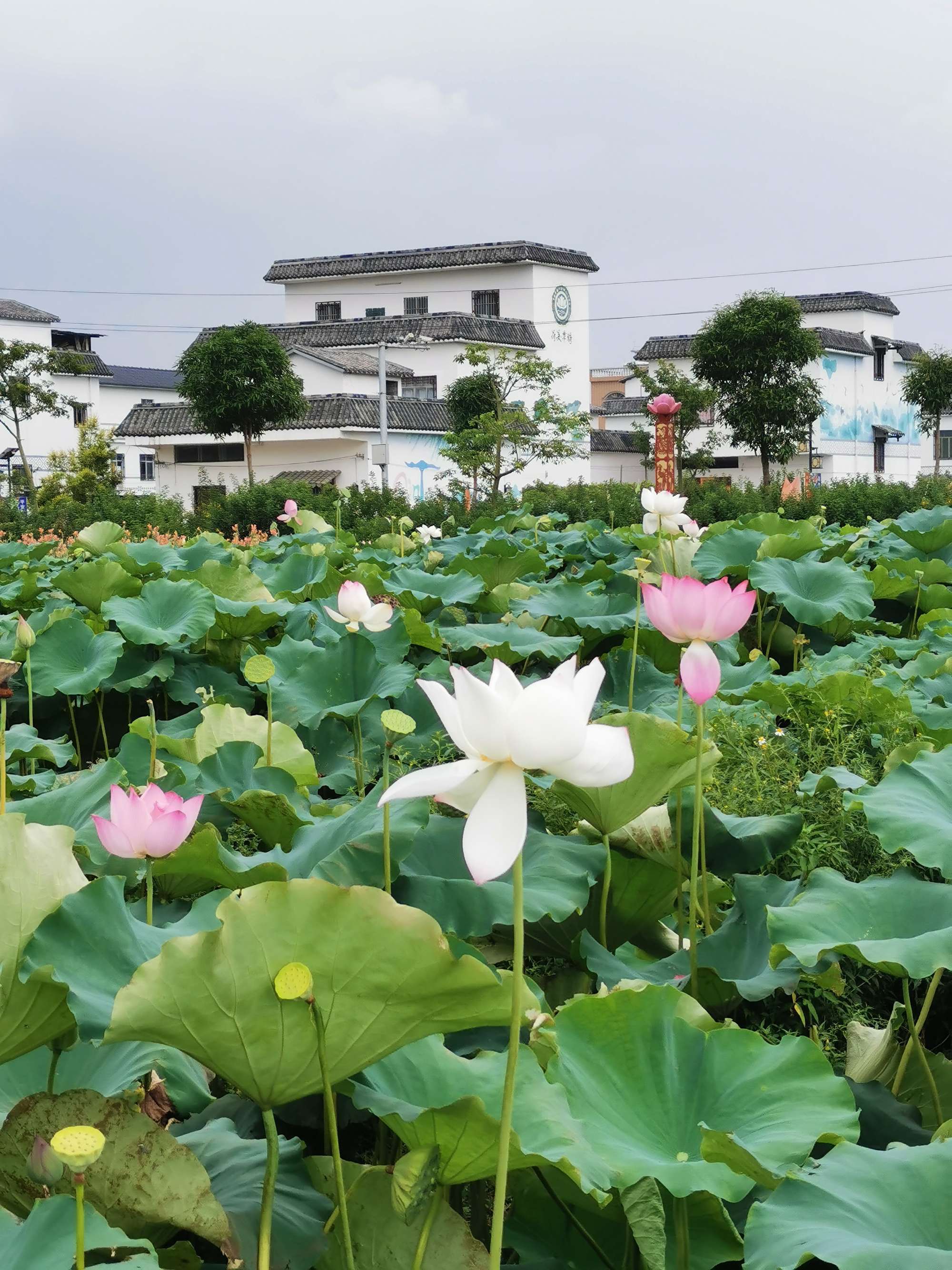 荷美覃塘景区