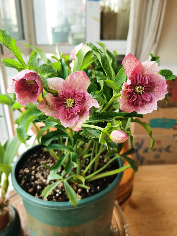 耐寒植物 圣诞玫瑰 东北也能露养 花美似玫瑰 冬春两季开花 百科ta说