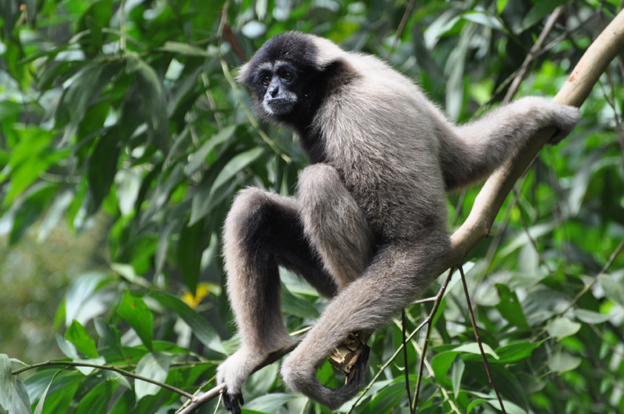 hylobates muelleri ssp. funereus
