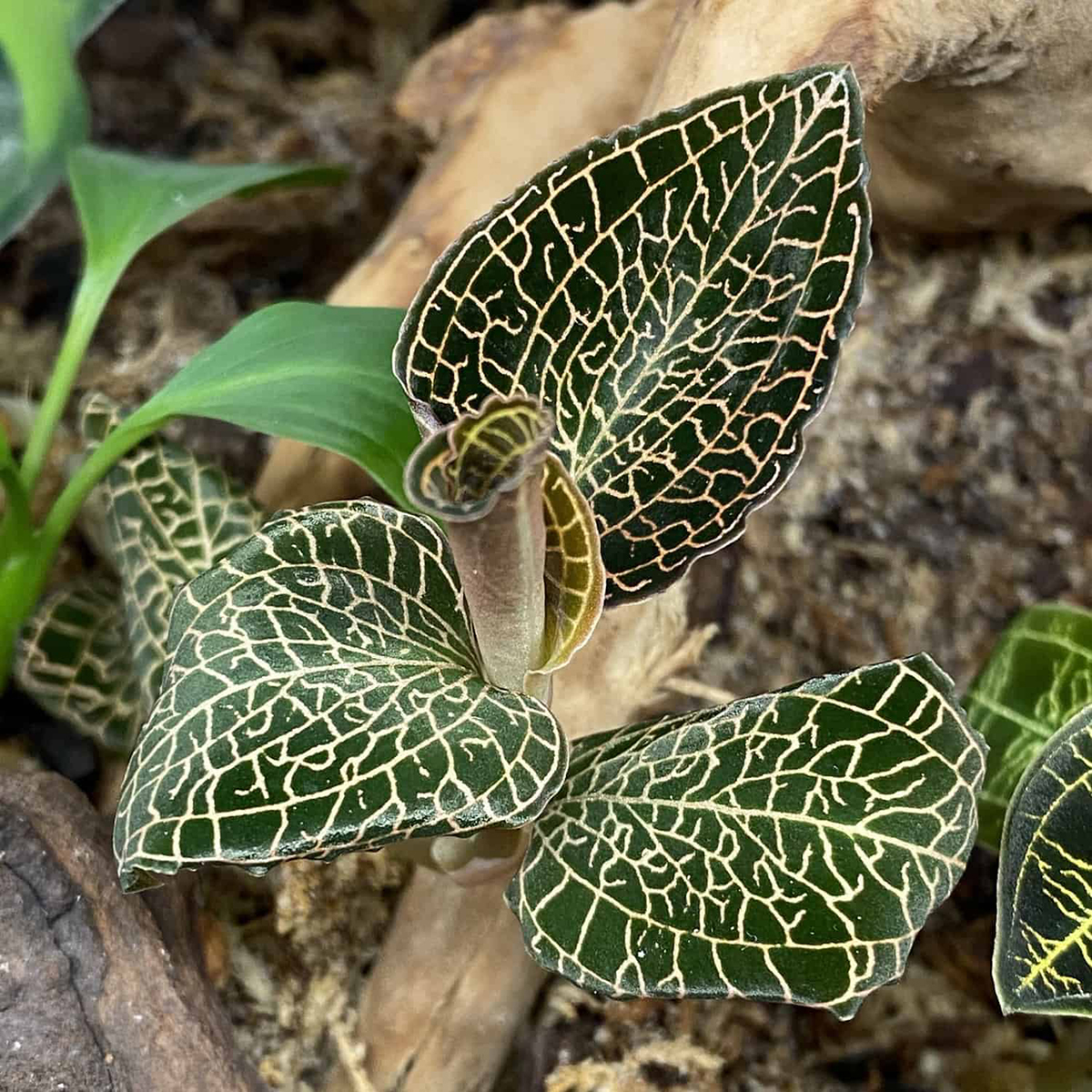  p>金线兰属(学名: i>anoectochilus /i> blume):是微子目,兰科下的一