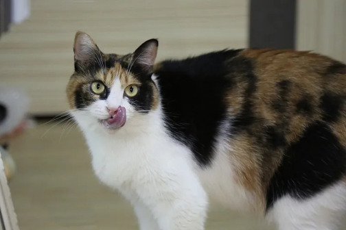 土猫_百度百科