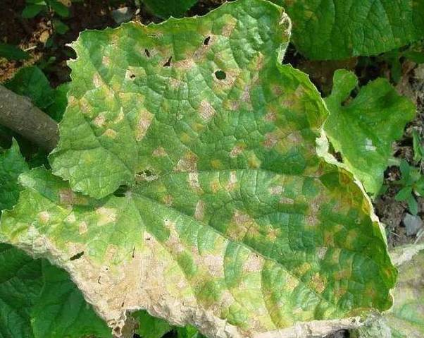 黄瓜霉霜病