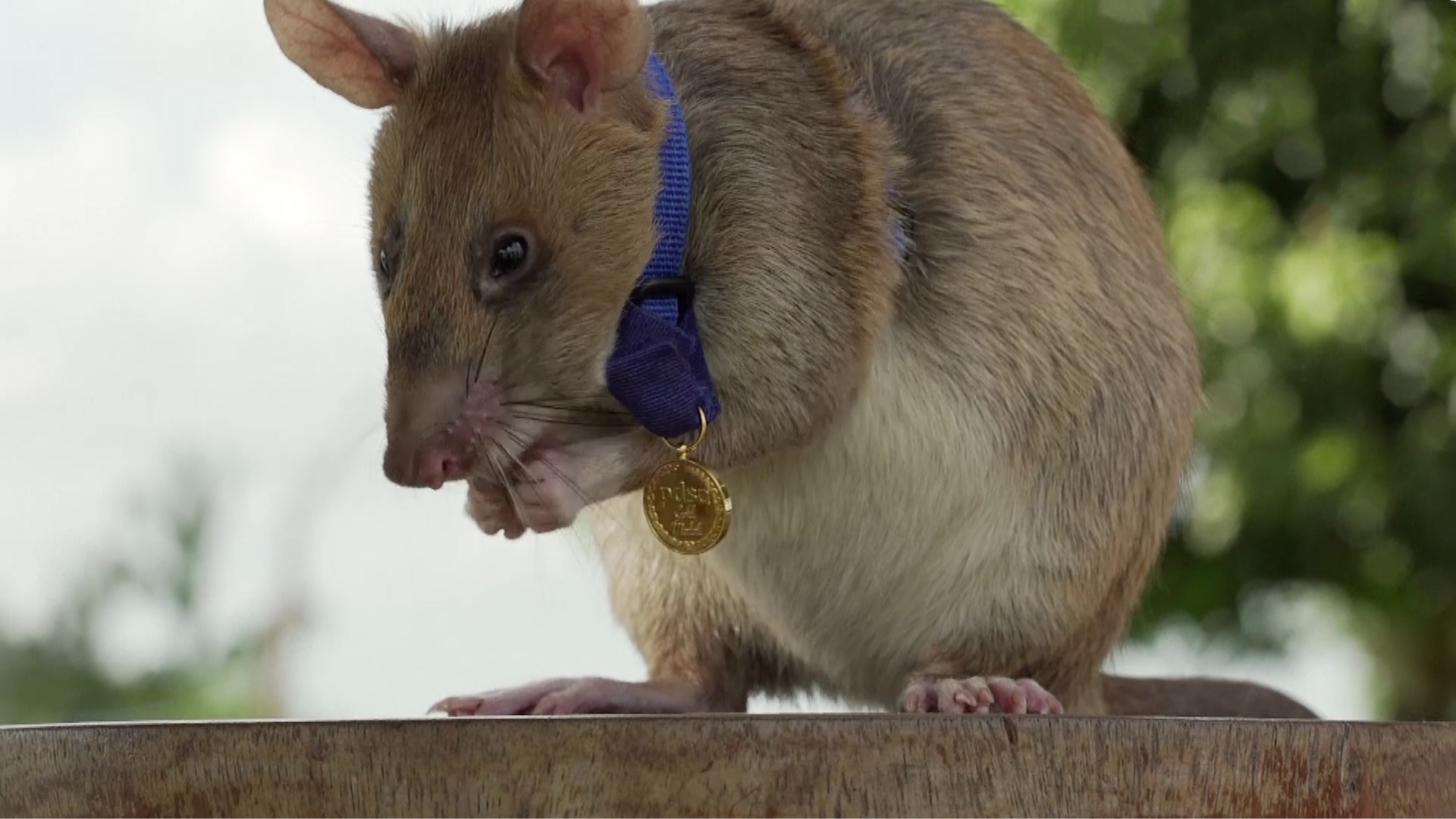 马加瓦是一只非洲巨鼠,自小接受训练,并在