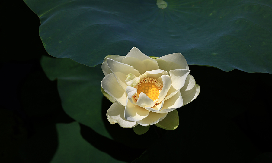 中国宝应荷藕节